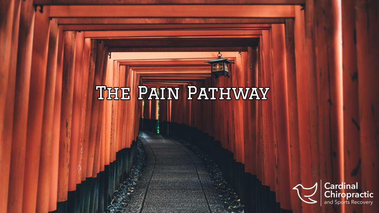 the pain pathway | Burlington NC Chiropractor - Cardinal Chiropractic ...